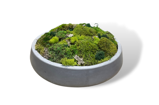 Custom Moss Bowls