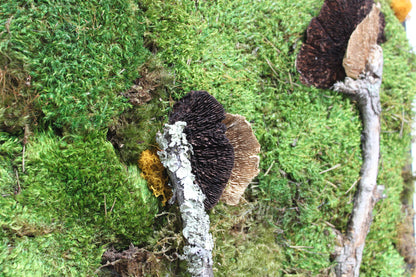 Fungi Fantasy Forest